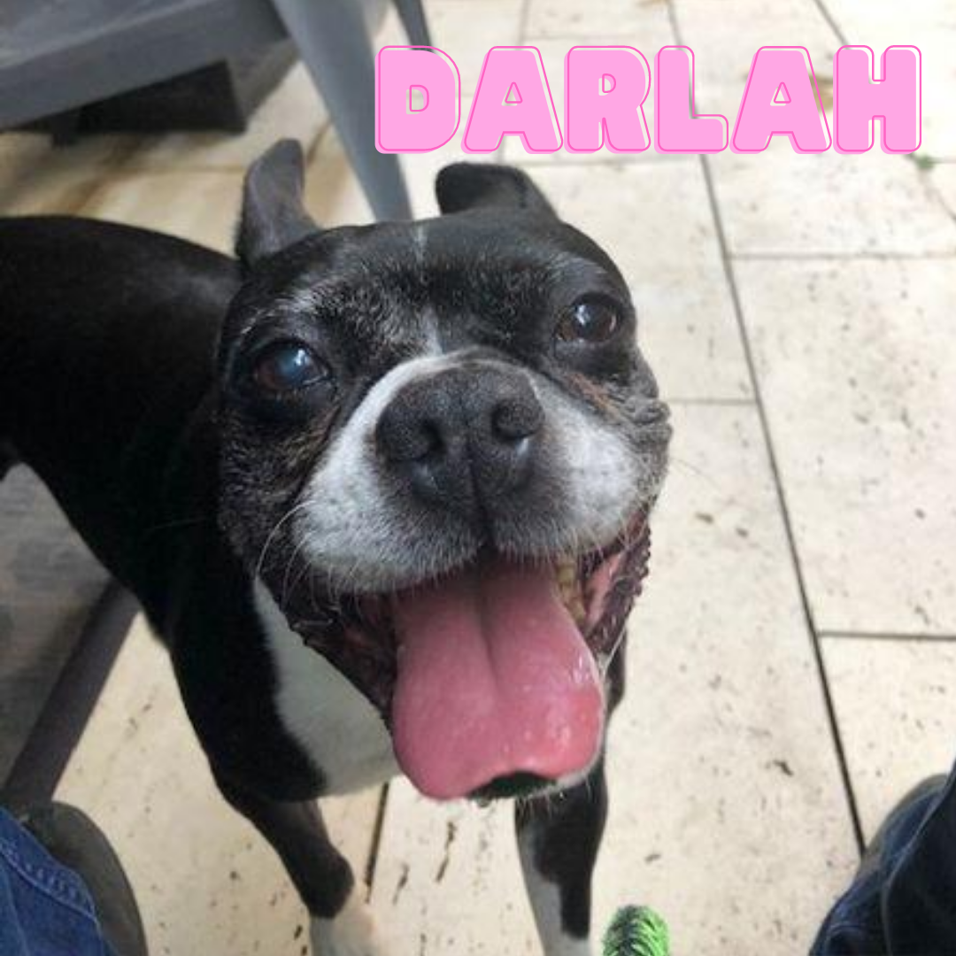 Darlah