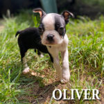 Oliver