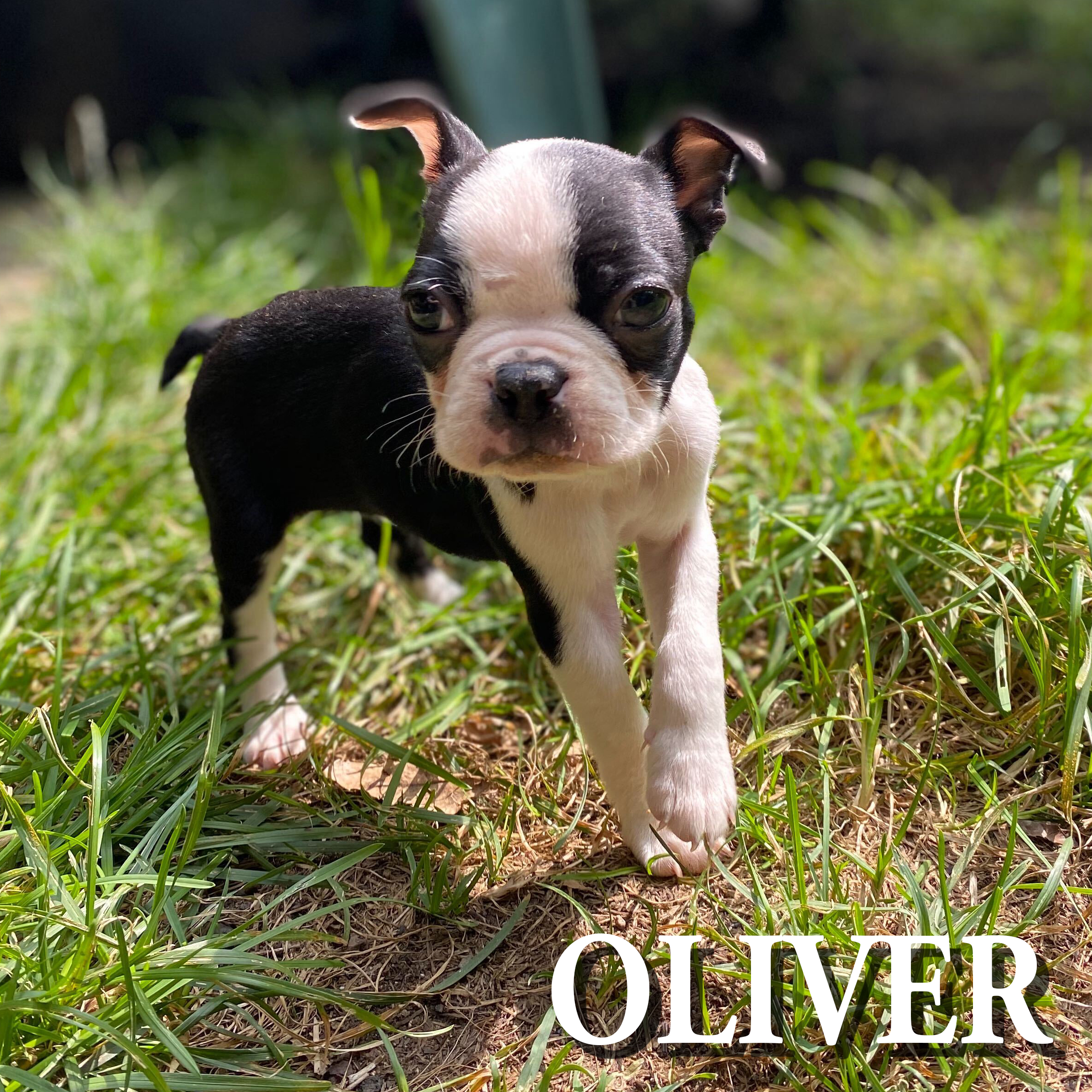 Oliver