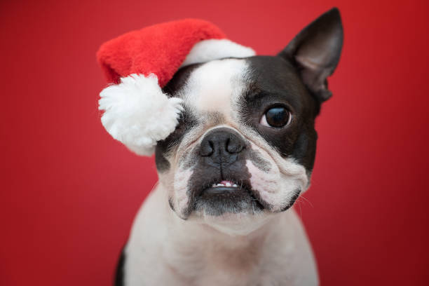 BT Christmas