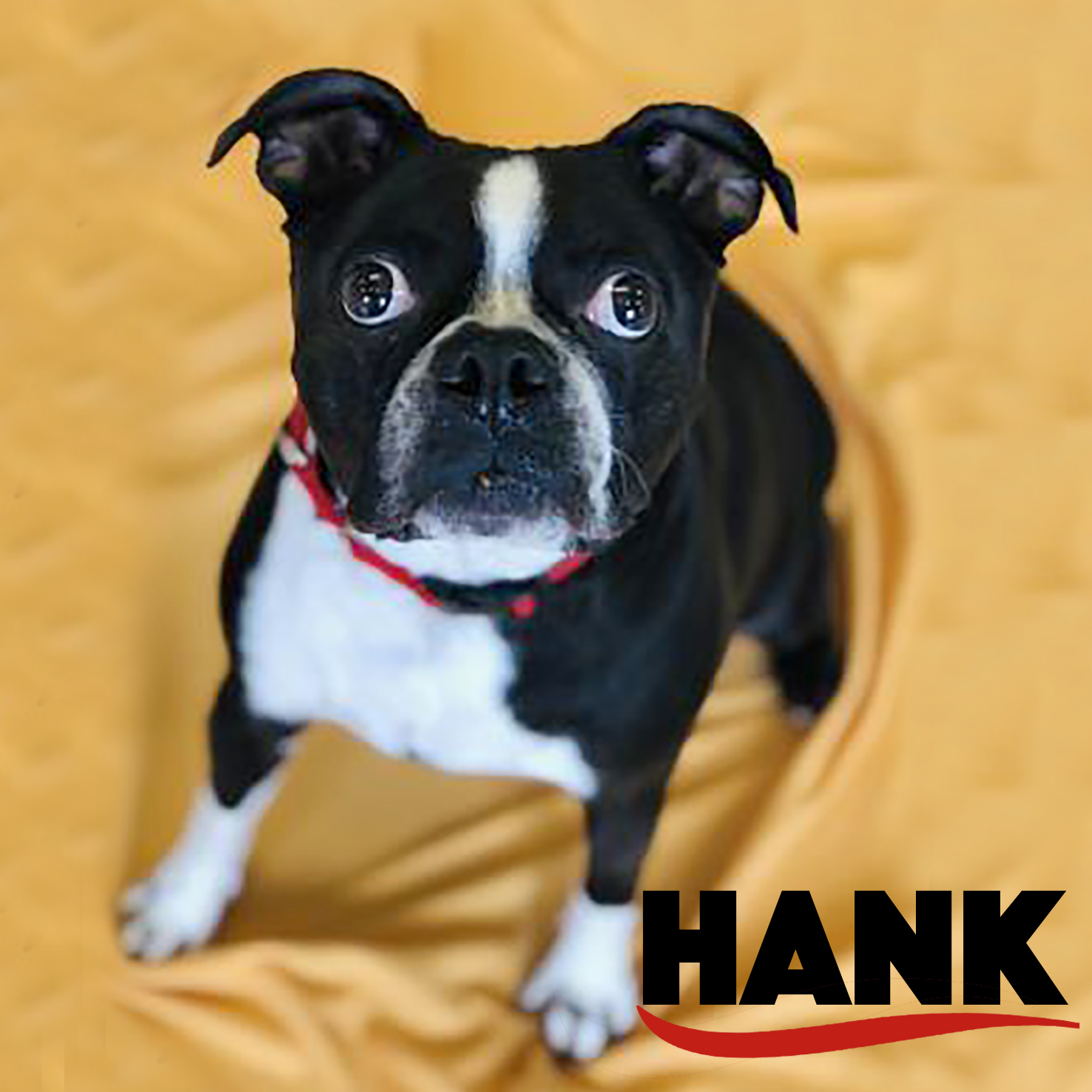 Hank