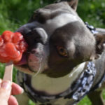 Pupsicle