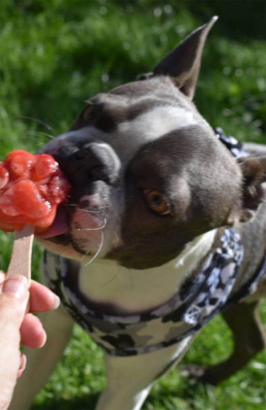 Pupsicle