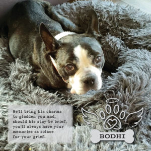 In Memory of Bodhi