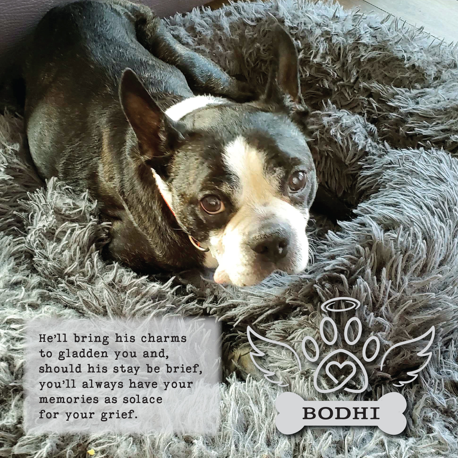 In Memory of Bodhi