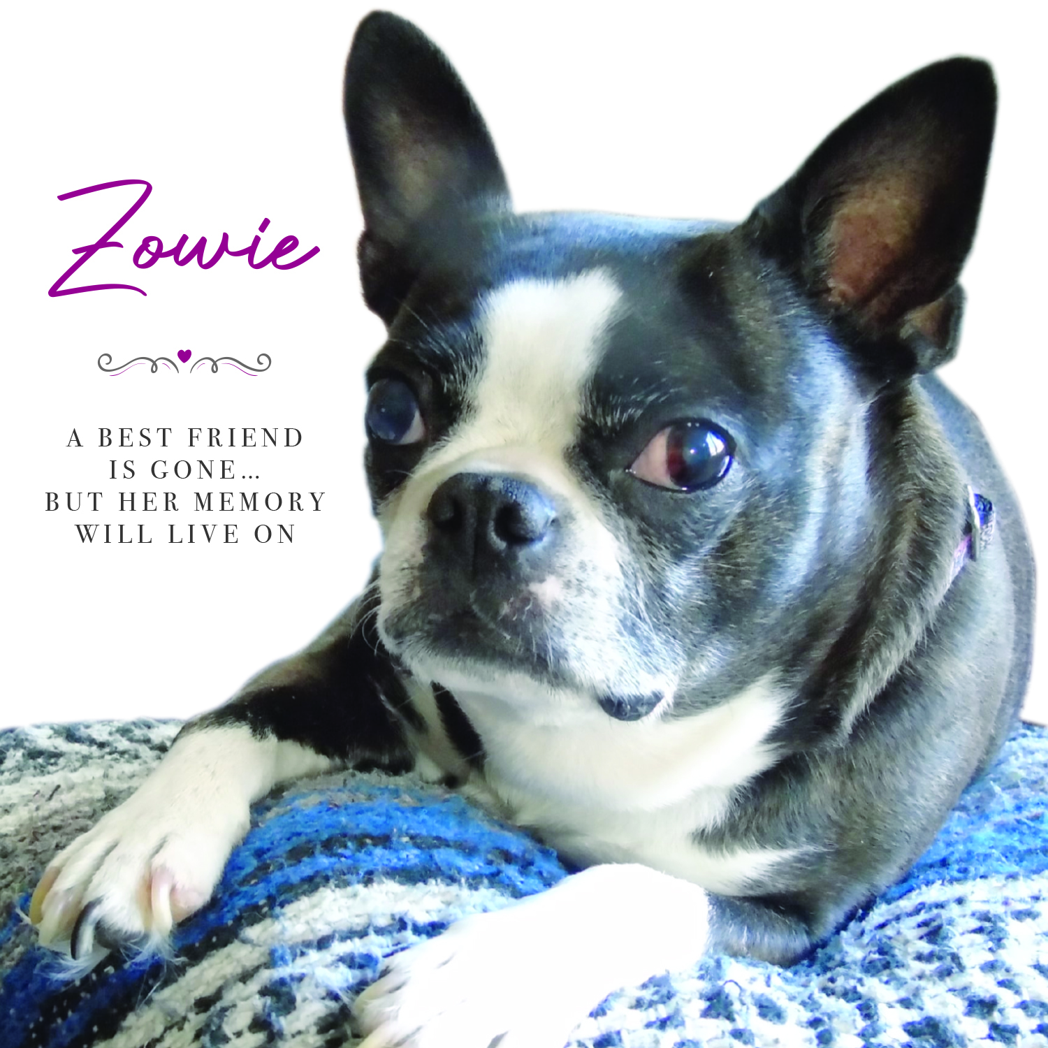 Zowie