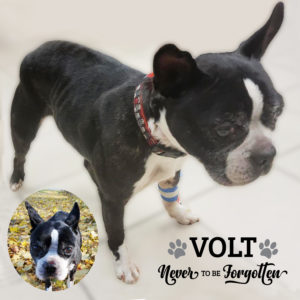 Volt